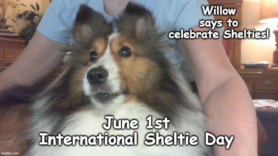 International Sheltie Day | Willow says to celebrate Shelties! June 1st
International Sheltie Day | image tagged in shetland sheepdog,sheltie,holiday | made w/ Imgflip meme maker