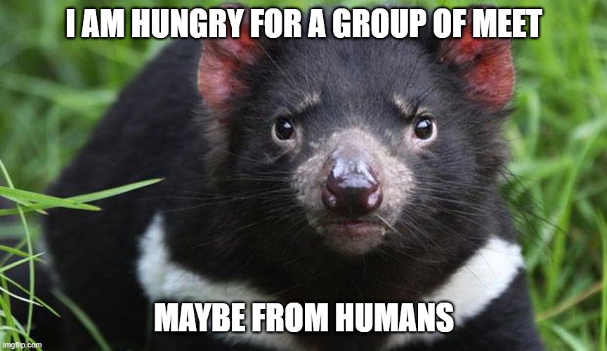 Tasmanian meat devil | I AM HUNGRY FOR A GROUP OF MEET; MAYBE FROM HUMANS | image tagged in miffed tasmanian devil | made w/ Imgflip meme maker