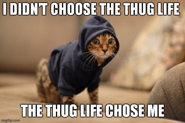 Cat life ## | I DIDN’T CHOOSE THE THUG LIFE; THE THUG LIFE CHOSE ME | image tagged in memes,hoody cat | made w/ Imgflip meme maker