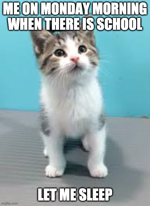 Le chat | ME ON MONDAY MORNING WHEN THERE IS SCHOOL; LET ME SLEEP | image tagged in le chat,on ne fait pas simplement | made w/ Imgflip meme maker