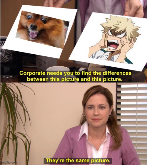 angry pomeranian | image tagged in memes,they're the same picture | made w/ Imgflip meme maker