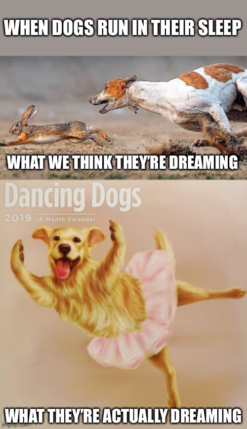 To Sleep, Perchance To Dream | WHEN DOGS RUN IN THEIR SLEEP; WHAT WE THINK THEY’RE DREAMING; WHAT THEY’RE ACTUALLY DREAMING | image tagged in dogs,sleeping,dreaming,chasing,dancing | made w/ Imgflip meme maker