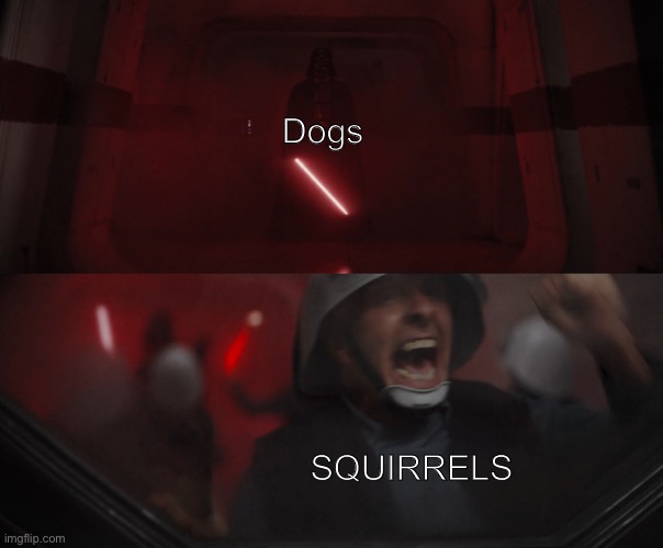 Darth Vader vs Rebel | Dogs; SQUIRRELS | image tagged in darth vader vs rebel | made w/ Imgflip meme maker