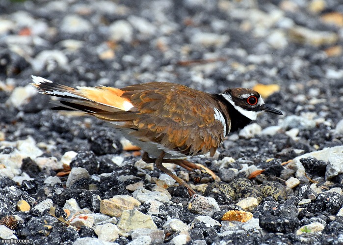 killdeer you just make out her eggs right under her head | image tagged in killdeer,kewlew | made w/ Imgflip meme maker