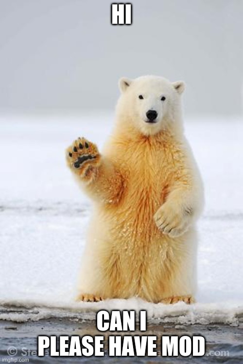 hello polar bear | HI; CAN I PLEASE HAVE MOD | image tagged in hello polar bear | made w/ Imgflip meme maker