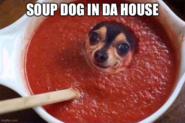 SOUP DOG IN DA HOUSE | image tagged in funny memes | made w/ Imgflip meme maker