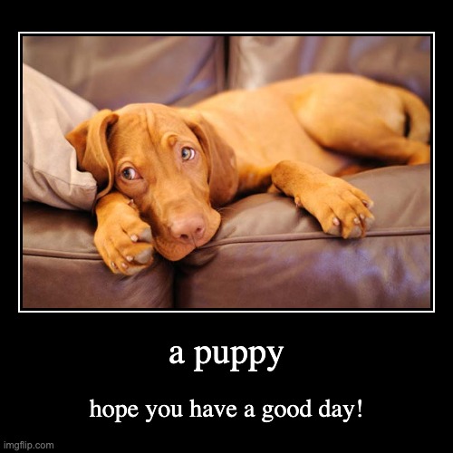 PUPPY | image tagged in funny,demotivationals,puppys,cute | made w/ Imgflip demotivational maker