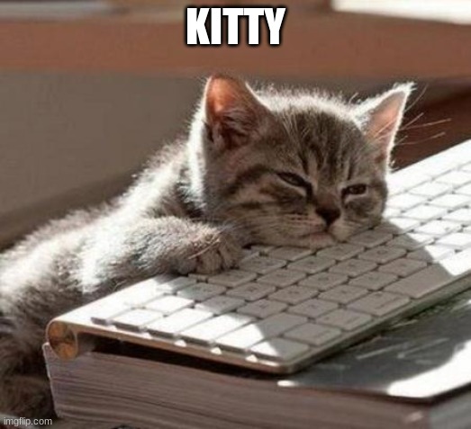 tired cat |  KITTY | image tagged in tired cat | made w/ Imgflip meme maker