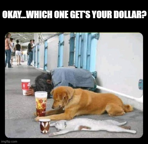 This cat just can't today. | OKAY...WHICH ONE GET'S YOUR DOLLAR? | image tagged in funny | made w/ Imgflip meme maker