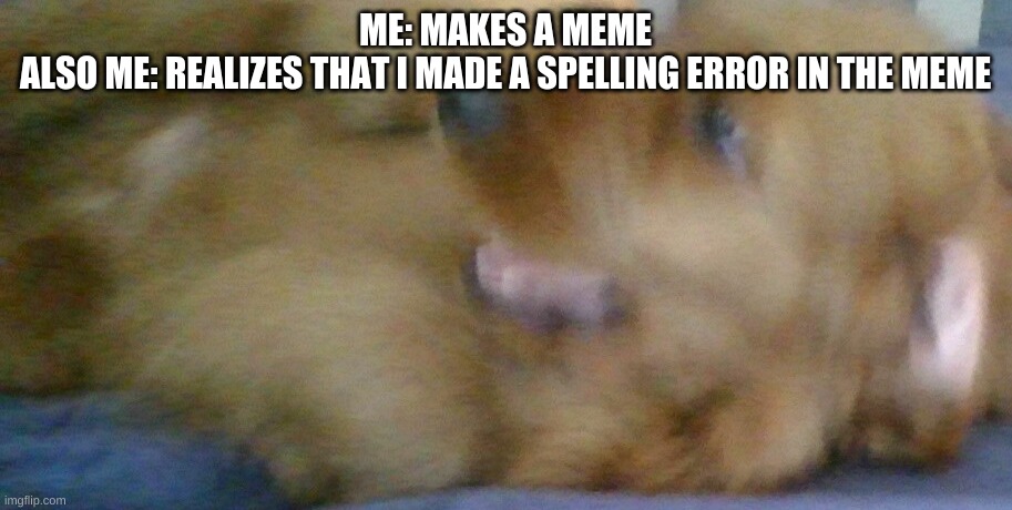 New Template | ME: MAKES A MEME
ALSO ME: REALIZES THAT I MADE A SPELLING ERROR IN THE MEME | image tagged in funny,memes,gifs,dog,scared | made w/ Imgflip meme maker