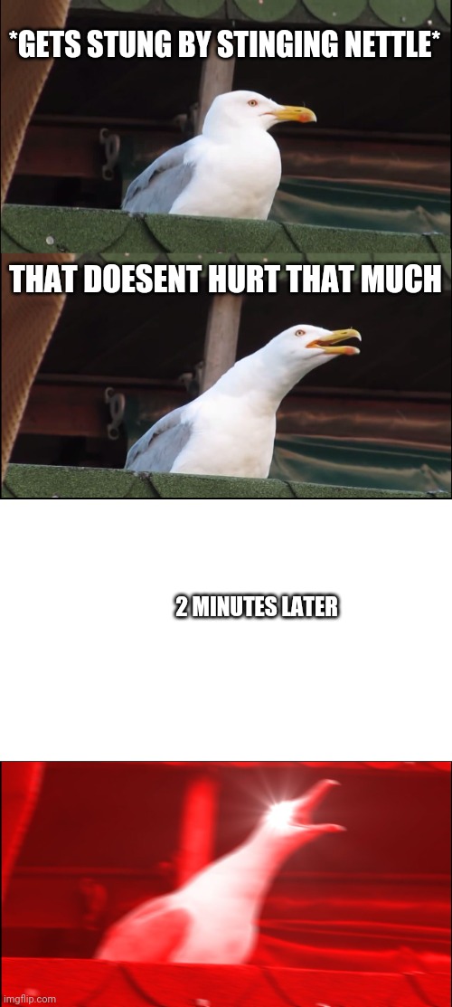 Stinging nettles be like | *GETS STUNG BY STINGING NETTLE*; THAT DOESENT HURT THAT MUCH; 2 MINUTES LATER | image tagged in memes,inhaling seagull | made w/ Imgflip meme maker