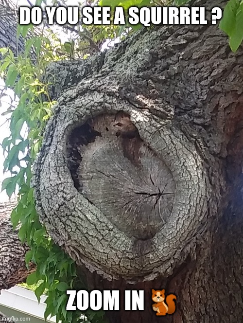 Something Squirrelly Going On | DO YOU SEE A SQUIRREL ? ZOOM IN 🐿️ | image tagged in squirrel,optical illusion,fun,nature memes,squirrel memes,funny | made w/ Imgflip meme maker