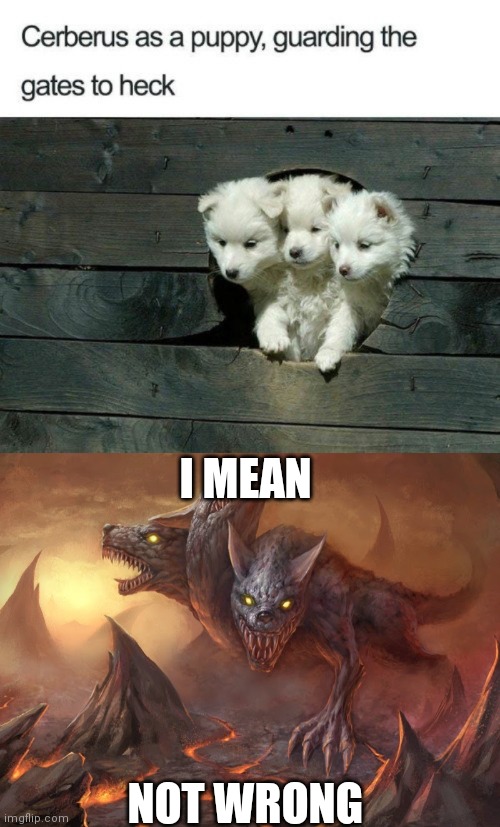 Cerberus | I MEAN; NOT WRONG | image tagged in hell,puppy,cute puppies | made w/ Imgflip meme maker