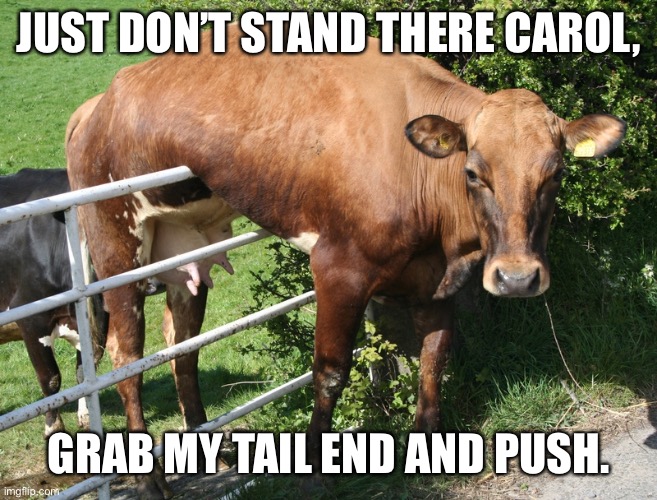 Cow On The Fence | JUST DON’T STAND THERE CAROL, GRAB MY TAIL END AND PUSH. | image tagged in cow on the fence | made w/ Imgflip meme maker