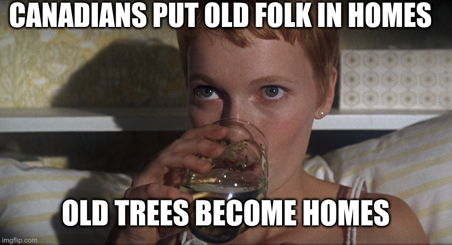 Rosemary | CANADIANS PUT OLD FOLK IN HOMES; OLD TREES BECOME HOMES | image tagged in rosemary | made w/ Imgflip meme maker