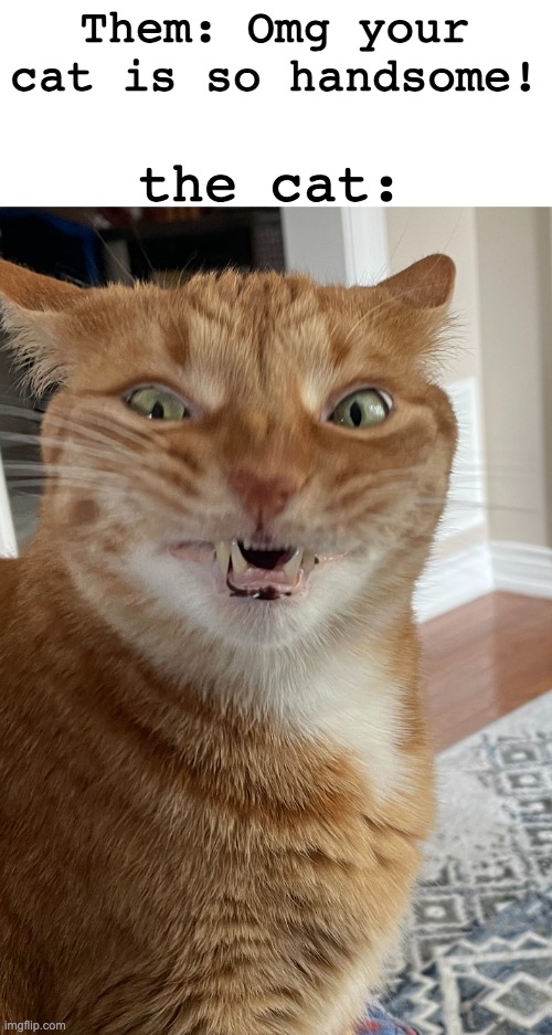 Featuring: 1 of my pet cats! | the cat:; Them: Omg your cat is so handsome! | image tagged in funny,memes,cats,ugly,i'm gonna pretend i didn't see that,never gonna give you up | made w/ Imgflip meme maker