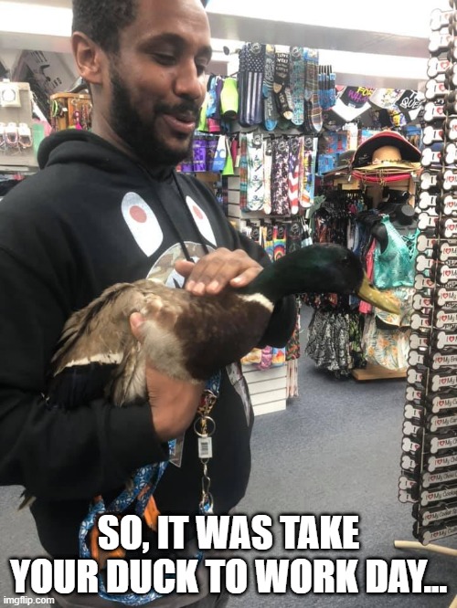 Quackployee | SO, IT WAS TAKE YOUR DUCK TO WORK DAY... | image tagged in duck | made w/ Imgflip meme maker