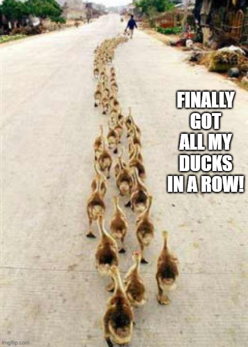 Duck Pun | FINALLY GOT ALL MY DUCKS IN A ROW! | image tagged in pun,ducks | made w/ Imgflip meme maker