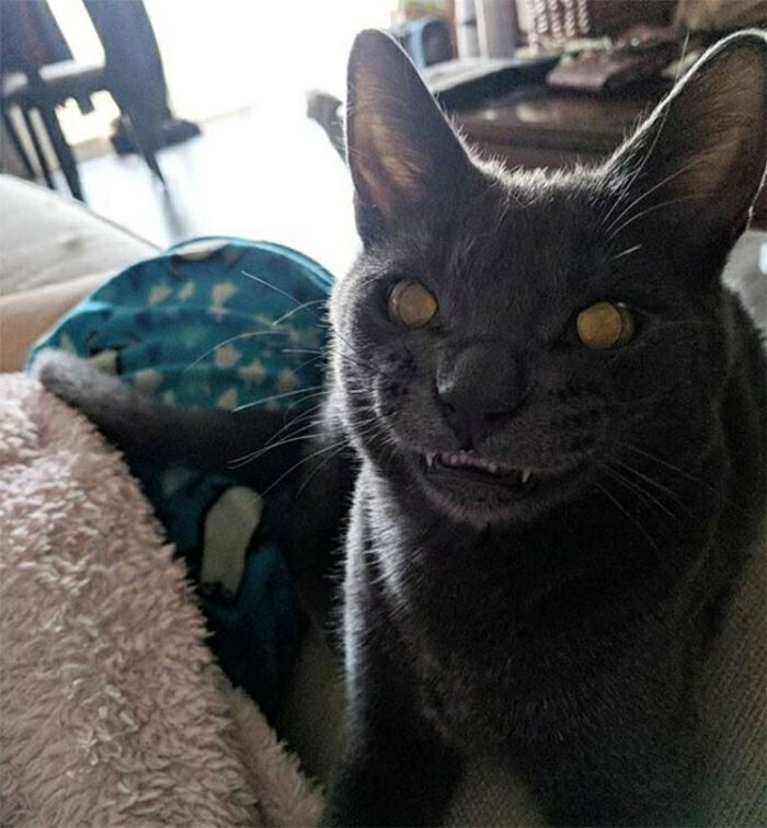 Cat golden eyes wicked smile Blank Meme Template