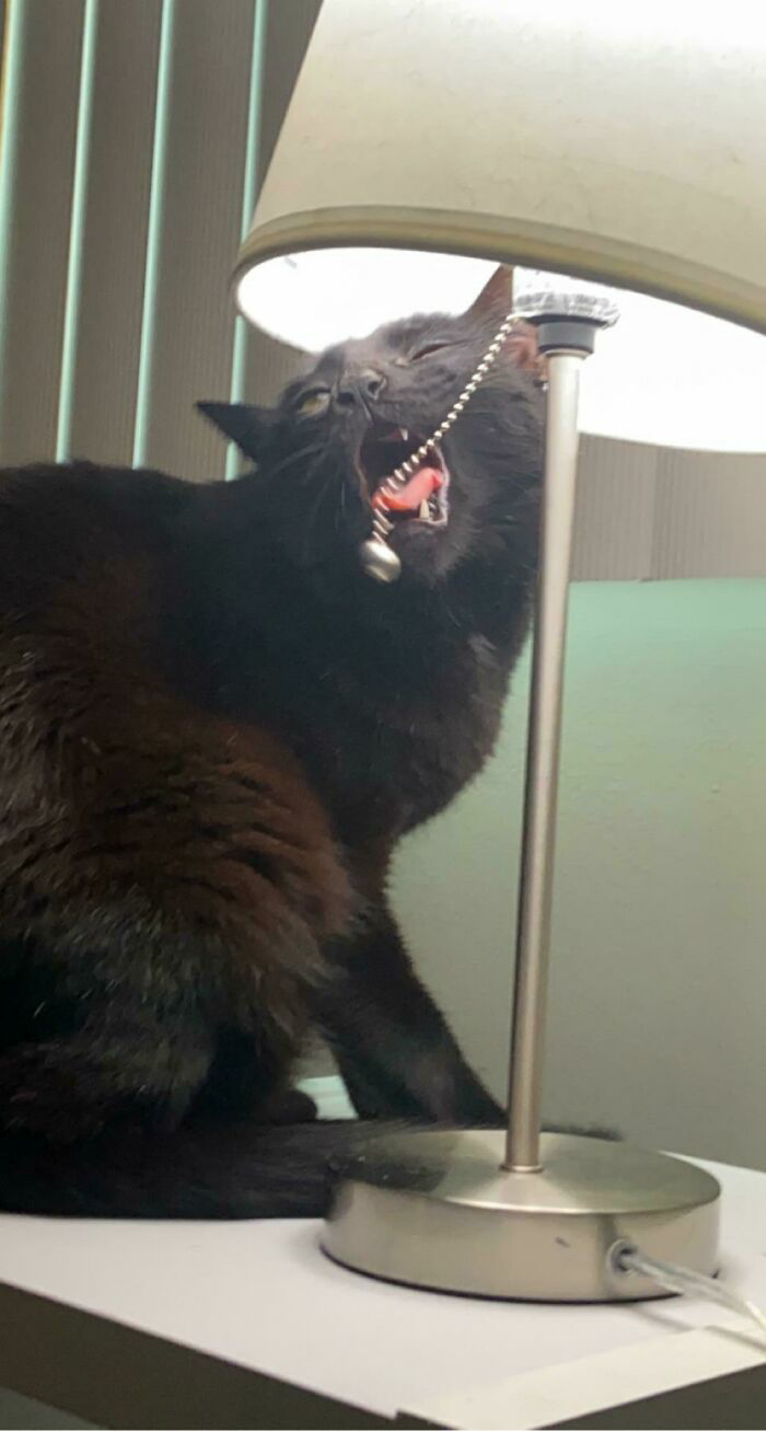 Cat with lamp chain in mouth Blank Meme Template