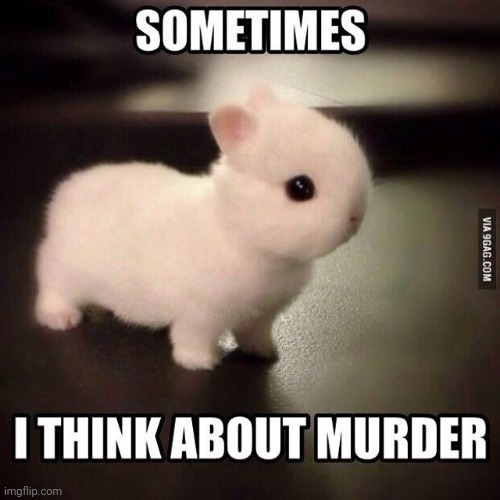 DISCLAIMER: I did not make this I got it from google please dont give me any credit!!! | image tagged in bunny,bunnies,cute,funny,memes,funny memes | made w/ Imgflip meme maker