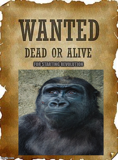 monke is wanted |  FOR STARTING REVOLUTION | image tagged in monkey,monke,wanted,revolution | made w/ Imgflip meme maker
