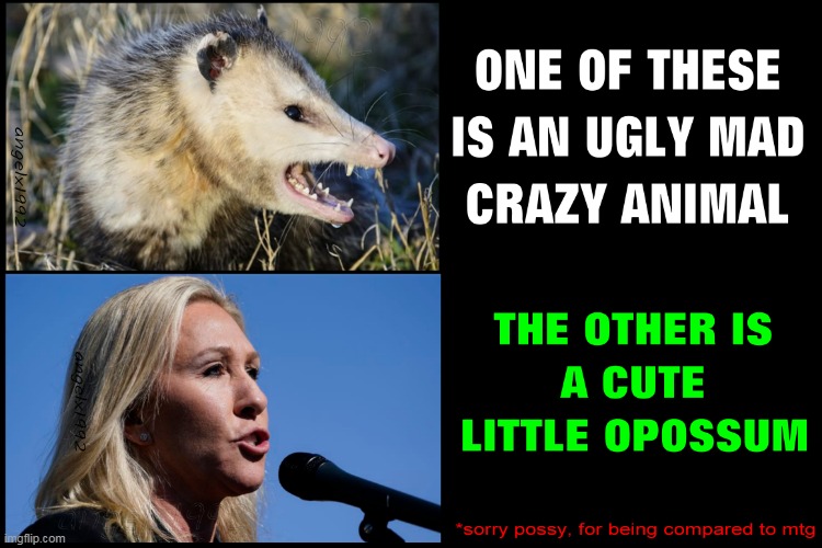 image tagged in opossum,marjorie taylor green,qanon creeps,clown car republicans,animals,crazy republicans | made w/ Imgflip meme maker