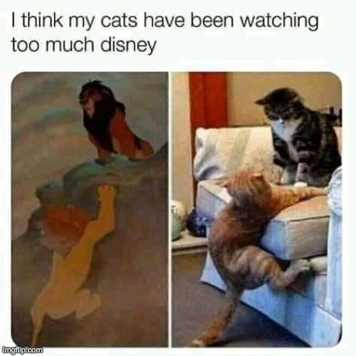 Cat disney | image tagged in cat | made w/ Imgflip meme maker