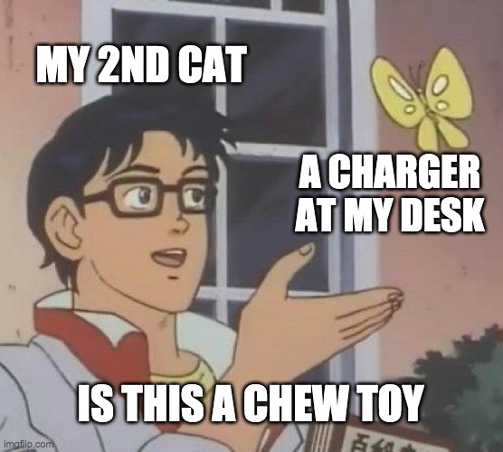Is This A Pigeon | MY 2ND CAT; A CHARGER AT MY DESK; IS THIS A CHEW TOY | image tagged in memes,is this a pigeon | made w/ Imgflip meme maker
