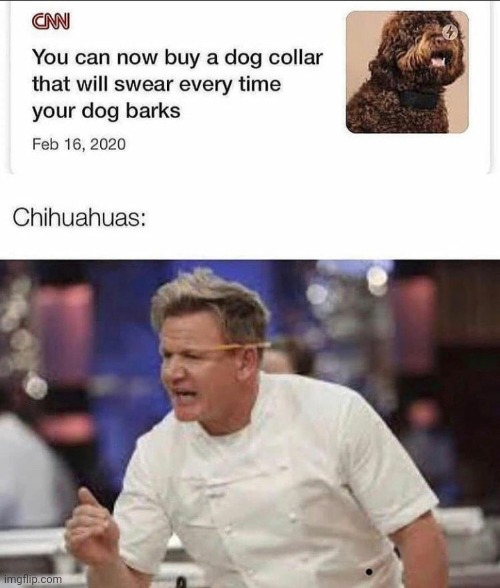 Gordon Ramsay | image tagged in dogs | made w/ Imgflip meme maker