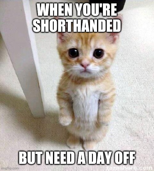 Cute Cat | WHEN YOU'RE SHORTHANDED; BUT NEED A DAY OFF | image tagged in memes,cute cat | made w/ Imgflip meme maker