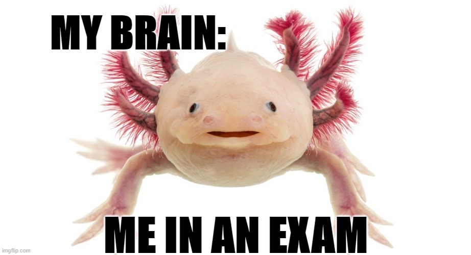 MY BRAIN:; ME IN AN EXAM | image tagged in bad luck brian | made w/ Imgflip meme maker