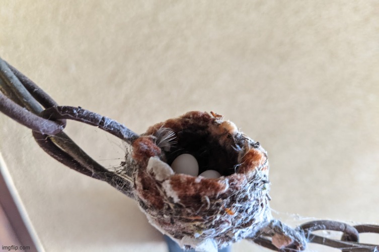This time a hummingbird made her nest on my porch light's chain | image tagged in original photo,hummingbird,nest,eggs,chain | made w/ Imgflip meme maker