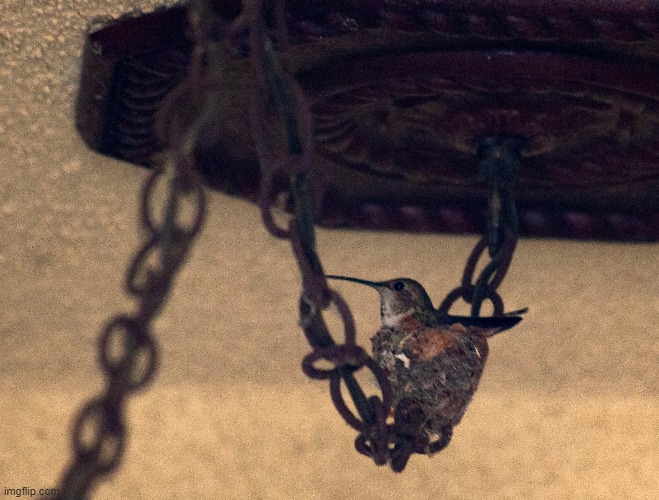 She returned to the nest but flies away if I get close. | image tagged in hummingbird,original photo,nest,chain | made w/ Imgflip meme maker