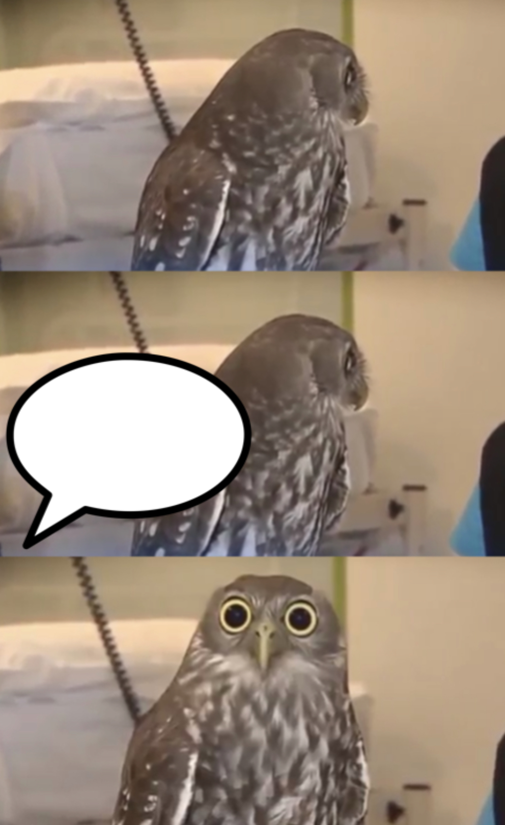Owl Blank Meme Template