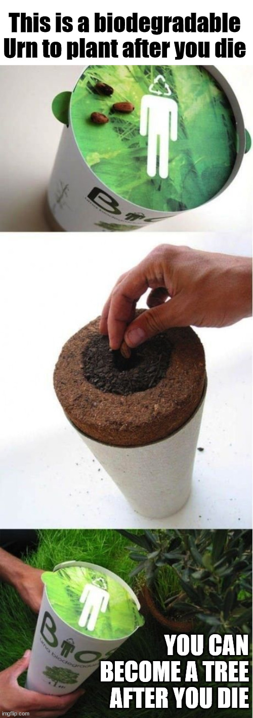 This is a biodegradable Urn to plant after you die; YOU CAN BECOME A TREE AFTER YOU DIE | image tagged in dark humor | made w/ Imgflip meme maker