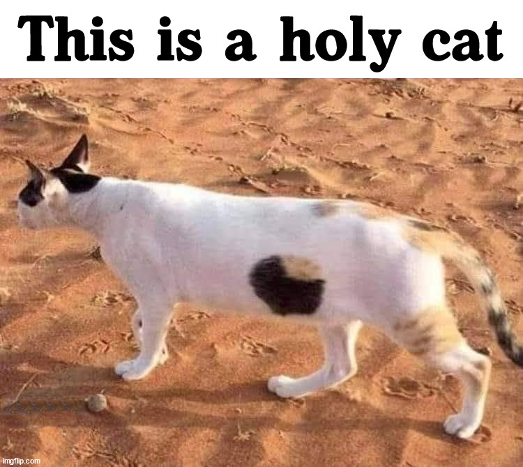 Looks like a hole. | This is a holy cat | image tagged in optical illusion,cats | made w/ Imgflip meme maker