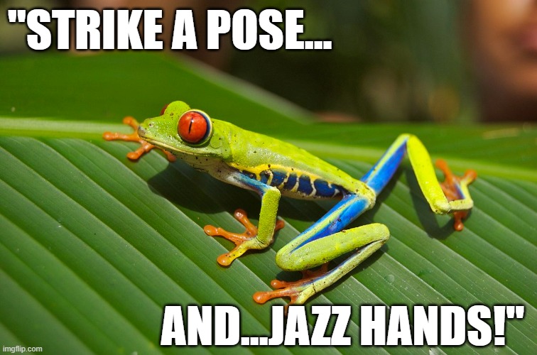 Funny frog striking a pose on a leaf - and JAZZ HANDS. | "STRIKE A POSE... AND...JAZZ HANDS!" | image tagged in humor,funny meme,funny animals,frog,frog week,memes | made w/ Imgflip meme maker