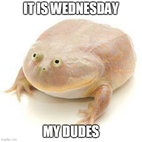 Wednesday Frog Blank | IT IS WEDNESDAY; MY DUDES | image tagged in wednesday frog blank | made w/ Imgflip meme maker