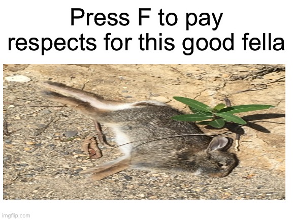 Pay your respects everyone! | Press F to pay respects for this good fella | image tagged in press f to pay respects | made w/ Imgflip meme maker