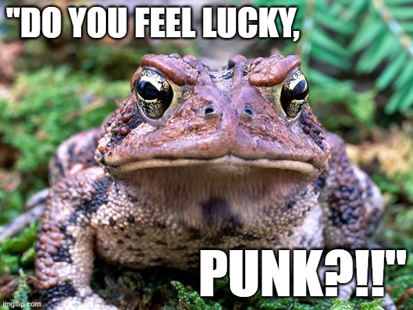 Funny grumpy toad quoting Clint Eastwood's 'Dirty Harry' line; "Do you feel lucky, PUNK?" | "DO YOU FEEL LUCKY, PUNK?!!" | image tagged in humor,funny animals,funny meme,toad,grumpy toad,dirty harry | made w/ Imgflip meme maker