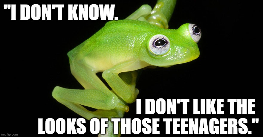 Funny frog meme - "I don't know. I don't like the looks of those teenagers." | "I DON'T KNOW. I DON'T LIKE THE  LOOKS OF THOSE TEENAGERS." | image tagged in humor,funny meme,funny animal meme,funny animals,frog,frog week | made w/ Imgflip meme maker