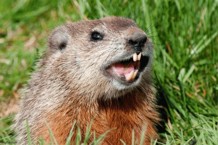 ayy lmao groundhog | image tagged in ayy lmao groundhog | made w/ Imgflip meme maker