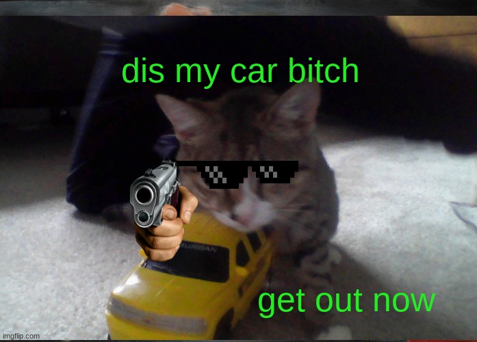 rich cat life | dis my car bitch; get out now | image tagged in hide the pain harold | made w/ Imgflip meme maker