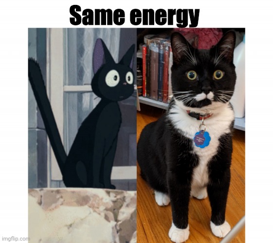 Same cat | Same energy | image tagged in jiji/blueberry | made w/ Imgflip meme maker