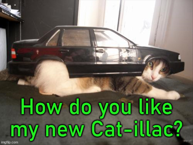 How do you like my new Cat-illac? | image tagged in cats | made w/ Imgflip meme maker