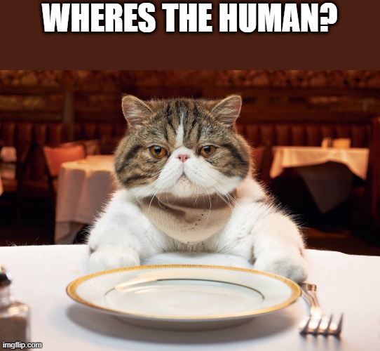 hungry cat | WHERES THE HUMAN? | image tagged in hungry cat | made w/ Imgflip meme maker