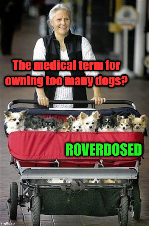 The medical term for; owning too many dogs? ROVERDOSED | image tagged in dogs | made w/ Imgflip meme maker