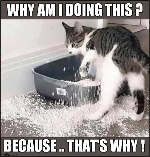 A Cat Who Doesn't Care ! | WHY AM I DOING THIS ? BECAUSE .. THAT'S WHY ! | image tagged in cats,litter box,doesn't care | made w/ Imgflip meme maker