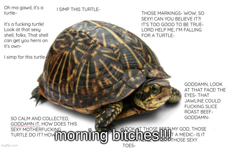 <3 | morning bitches!!! | image tagged in turtle | made w/ Imgflip meme maker